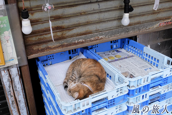 尾道　商品トレーの中で寝る猫の写真