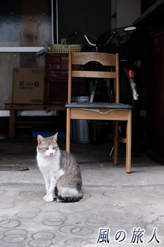 尾道　椅子の前で佇む猫の写真