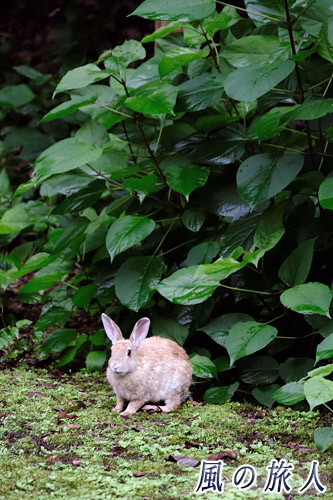 竹原　大久野島　葉の下で雨宿りするウサギの写真