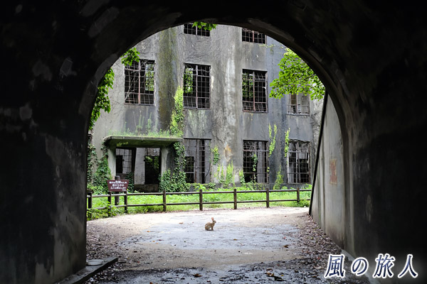 竹原　大久野島　廃墟とウサギの写真