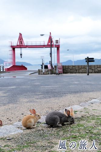 竹原　大久野島、フェリー桟橋と子ウサギ写真