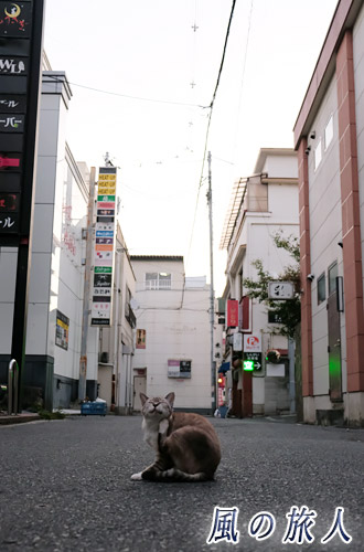 尾道　早朝の道の真ん中で、豪快に顎をかく猫のの写真
