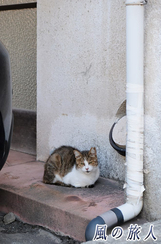 尾道　駐車場の隅っこでくつろぐ猫の写真