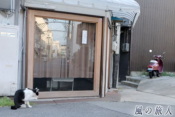 尾道　お店の前で身繕いする猫の写真