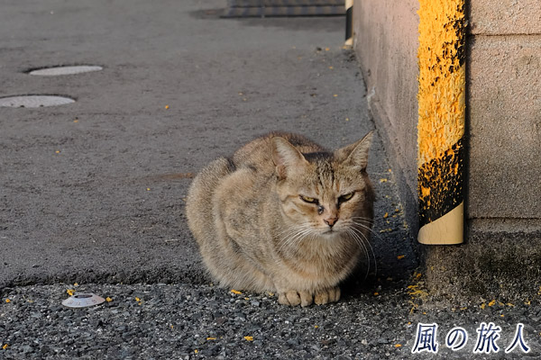 尾道　道路の隅でこっちをにらむ猫の写真