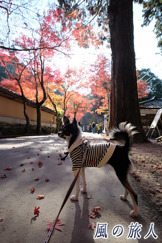 広島　佛通寺の紅葉とチワワの写真
