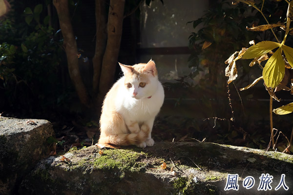 御調八幡宮の猫　興味津々に見つめる様子の写真