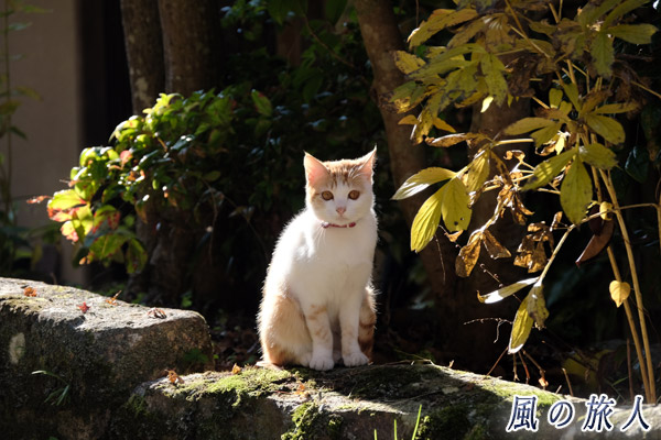 御調八幡宮の猫　寂しそうに見つめる様子の写真