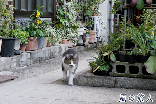 尾道　きりっとした表情で歩く猫さんのの写真
