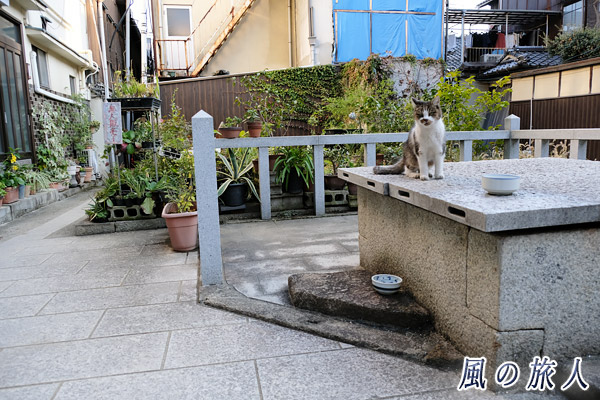 尾道　井戸の上で考える猫さんの写真