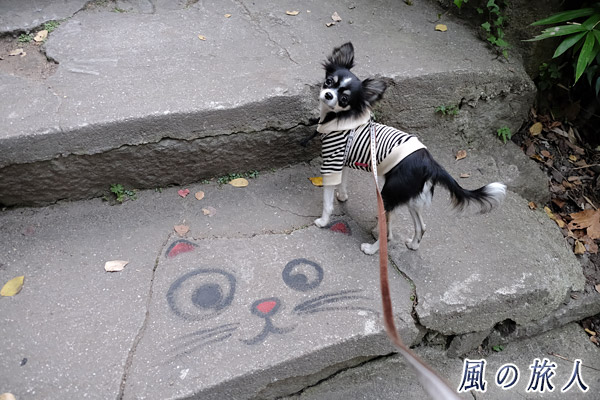 尾道　猫の細道　チワワと階段に描かれた猫の顔の写真