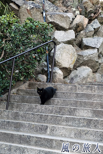尾道　階段で立ち止まる黒猫さんの写真