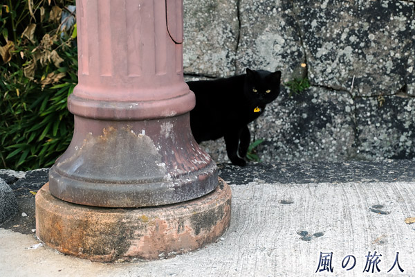 尾道　気になる黒猫さんの写真