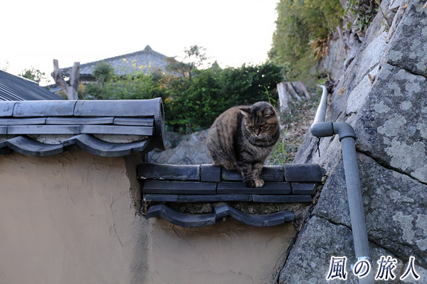 尾道　塀の上で憐れむ眼差しをする猫さんの写真
