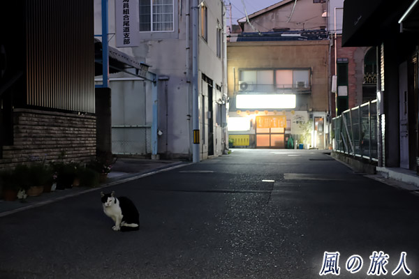 尾道　夕闇が迫る路地と猫さんの写真