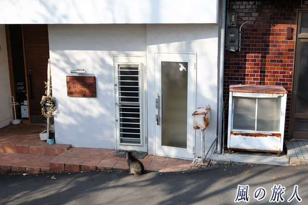 尾道　扉の前で待つ猫の写真