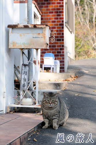 尾道　チワワか、邪魔するなよ　こっちを見つめる猫の写真