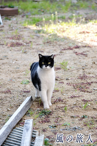 尾道　歩み寄ってきた黒白猫さんの写真