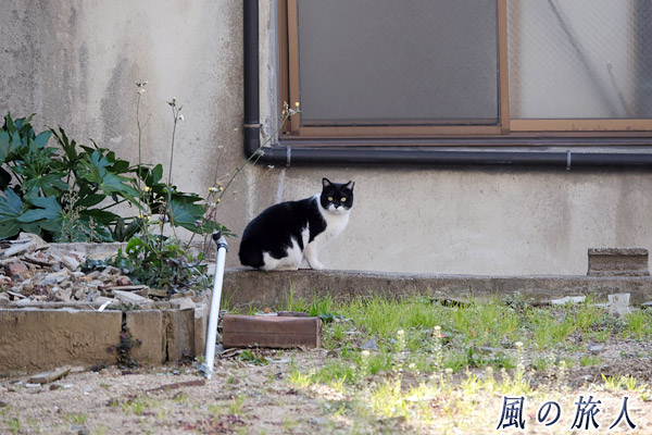 尾道　空き地にいた黒白の猫の写真