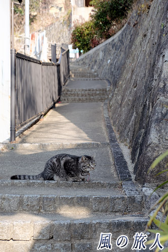 尾道　警戒中　姿勢を低くし、警戒している猫の写真