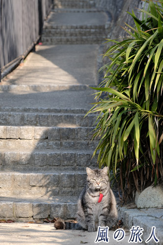 尾道　朝日を浴びながら落ち着く猫さんの写真