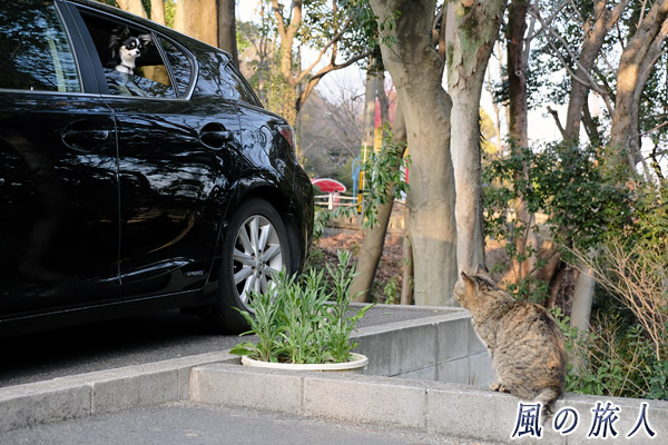 広島市内　車に乗るチワワを眺める猫の写真