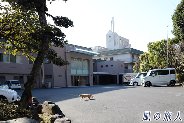 福山鞆の浦　駐車場を走る猫の写真