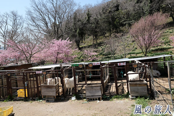 福山田島　やぶ椿と水仙の里　飼育されているヤギの写真