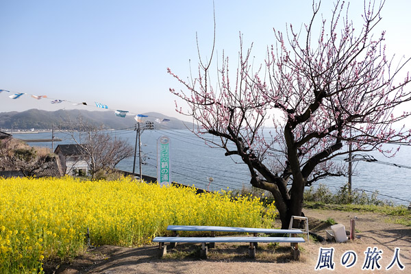 福山鞆の浦　田尻町菜の花畑の写真