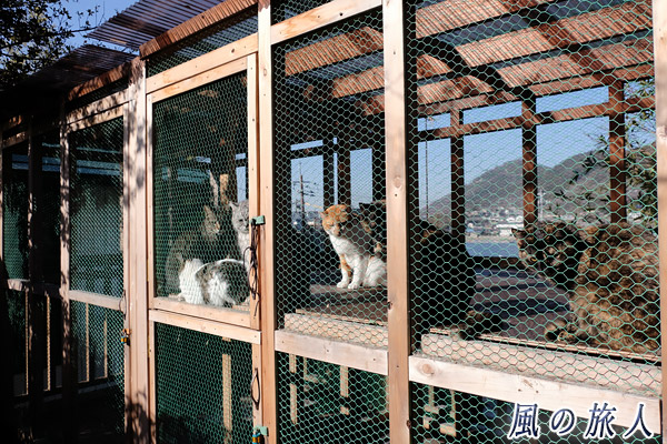 福山鞆の浦　シェルターの猫たちの写真