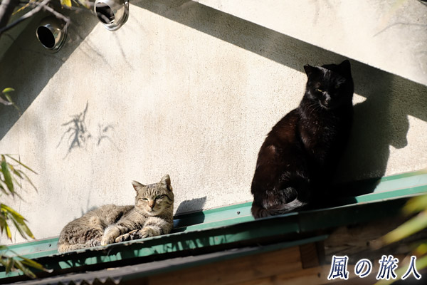 福山鞆の浦　屋根の上でくつろぐ猫たちの写真