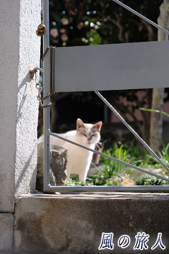 福山鞆の浦　扉の向こうからこっちを伺う猫の写真