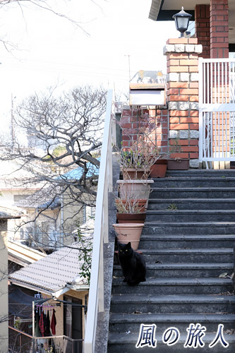 福山鞆の浦　階段と黒猫の写真