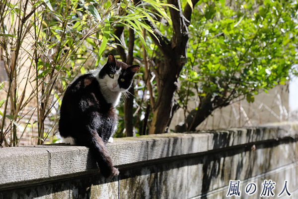 尾道　チワワに視線がくぎ付けの猫の写真