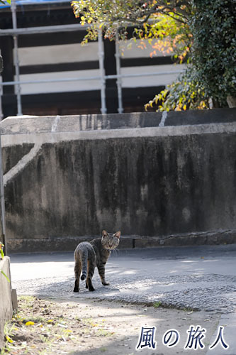 尾道　光明寺　通路でこっちを振り向く猫の写真