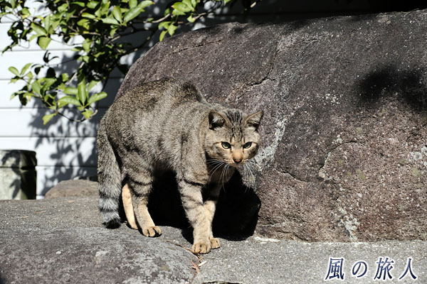 尾道　光明寺　チワワを警戒する猫の写真
