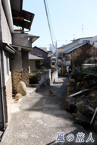 尾道　路地を歩く猫の写真