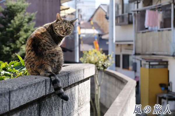 尾道　塀の上でこっちを見つめる猫の写真