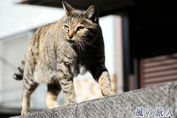 尾道　勇ましく塀の上を歩く猫の写真
