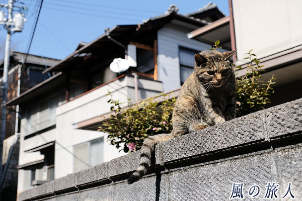 尾道　塀の上から下を覗き込む猫の写真