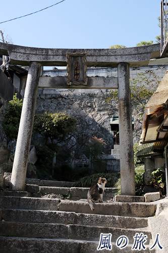 尾道　鳥居の前に佇む猫の写真