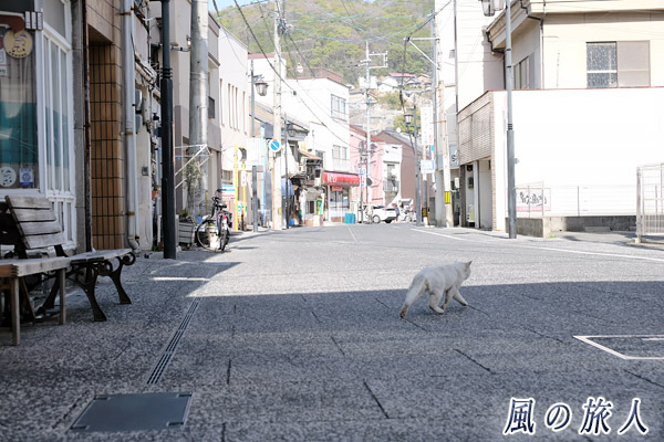 尾道　商店街を歩く白猫の写真