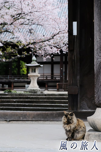 竹原　照蓮寺　門前に座る猫の写真