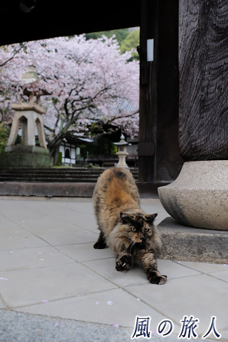 竹原　照蓮寺　門前で体を伸ばす猫の写真