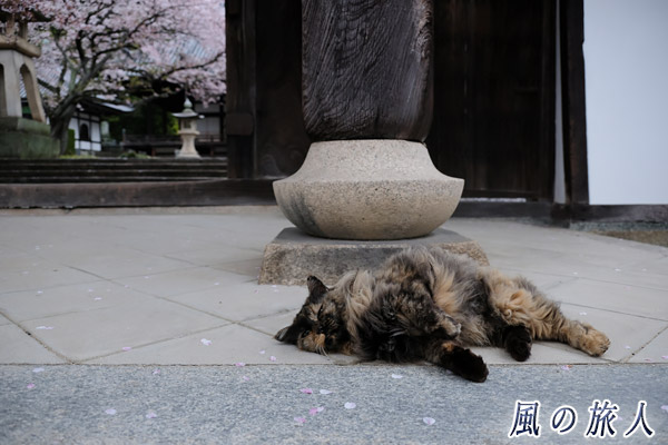 竹原　照蓮寺　門前で気持ちよさそうに寝そべる猫の写真