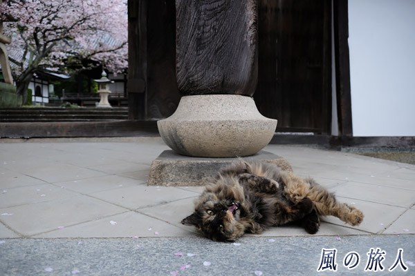 竹原　照蓮寺　門前で寝転び撫でてほしいと催促する猫の写真