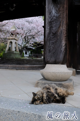 竹原　照蓮寺　門前で撫でてくれと催促する猫の写真