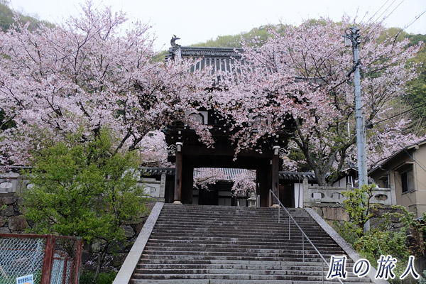 竹原　照蓮寺山門と桜の写真