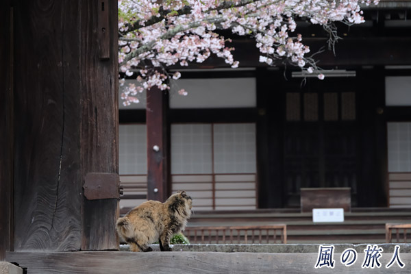 竹原　尾照蓮寺　門に入っていく猫の写真