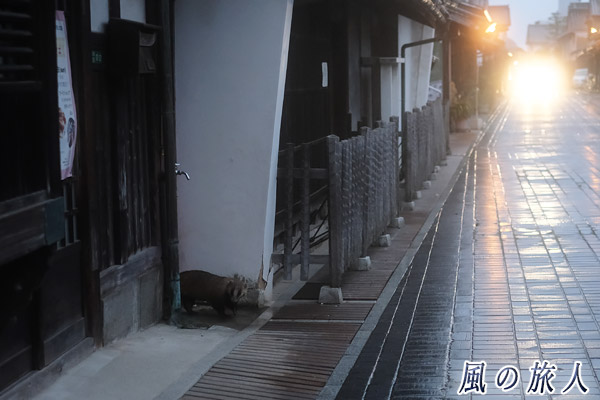 竹原　たけはら町並み保存地区　雨の夜　アナグマが家の隙間から出てくる様子の写真